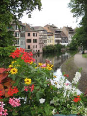 French/Flowers2010StrasbourgJuly148SS.jpg