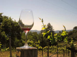 wine/023ByingtonWineryAp2013.jpg